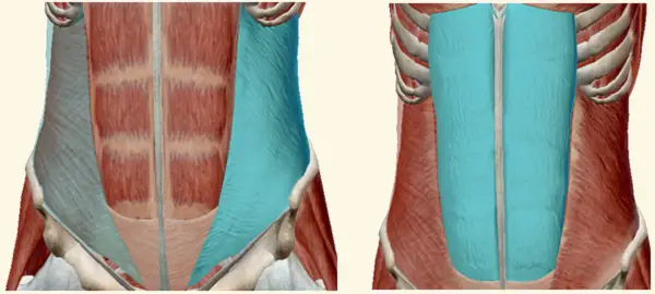 Rectus-abdominis-oblique-muscles
