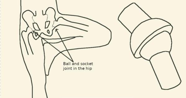 Ball and socket joint anatomy for yoga postures
