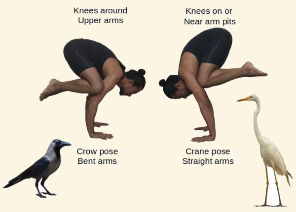 Crane and crow pose difference, bakasana vs kakasana