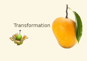 transformation, flower to fruit